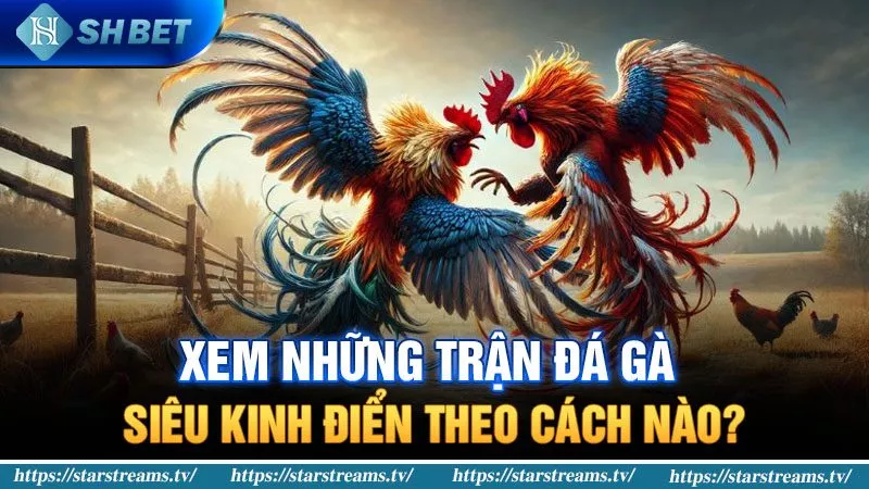 Chi Tiết Những Trận Đá Gà Siêu Kinh Điển Ai Cũng Biết 3 Xem những trận đá gà siêu kinh điển ở đâu?